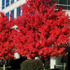 美国红枫：秋日烈焰5-15公分